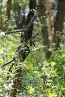 Image of garden chervil