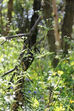 Imagem de Anthriscus cerefolium (L.) Hoffm.