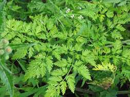 Image of bulbous chervil