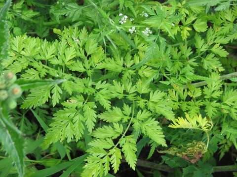 Image of bulbous chervil