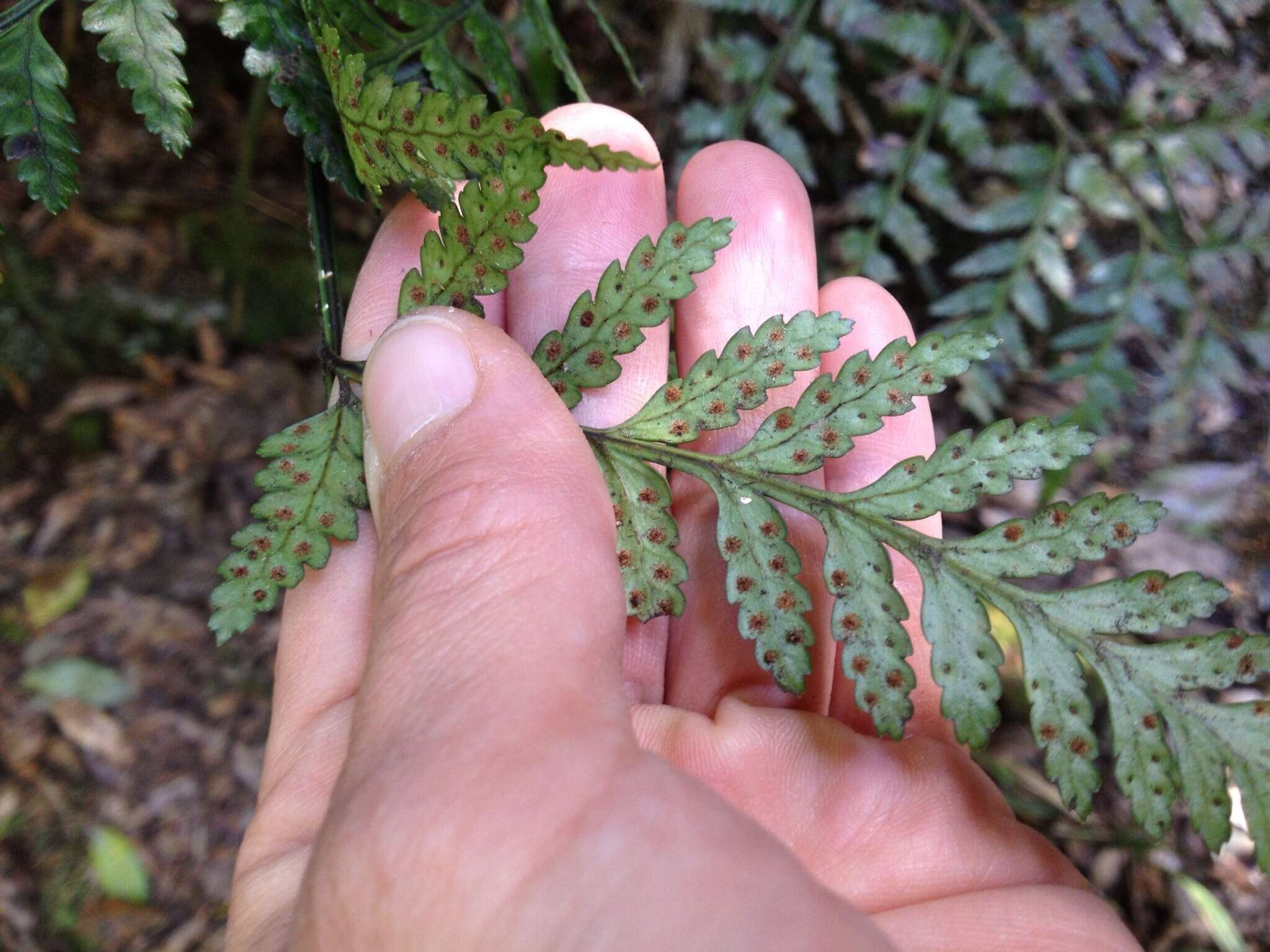 Image of iron fern