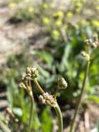 Imagem de Eriogonum elatum var. elatum