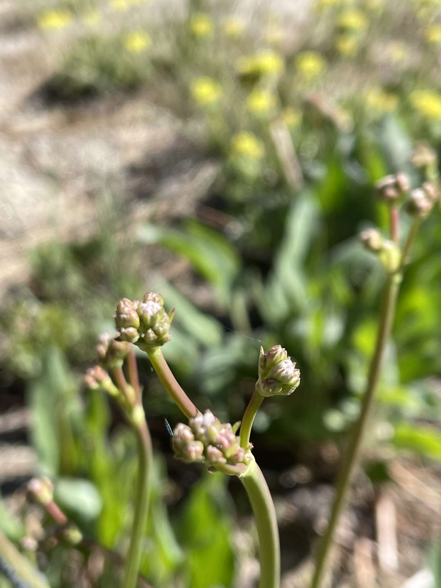 Imagem de Eriogonum elatum var. elatum