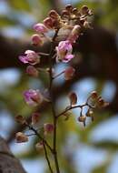 Image of Aerides crispa Lindl.