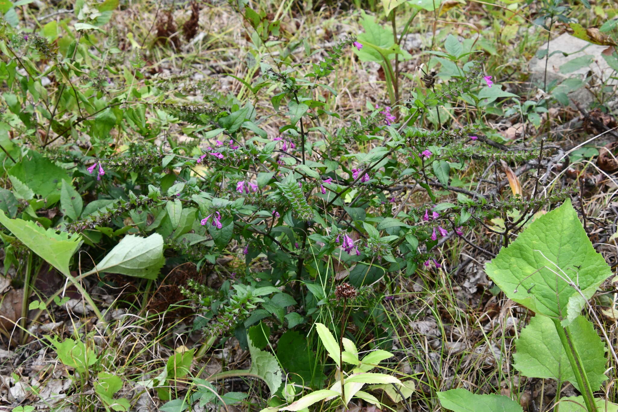 Image of Melampyrum roseum Maxim.