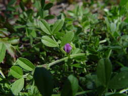 Imagem de Vicia lathyroides L.