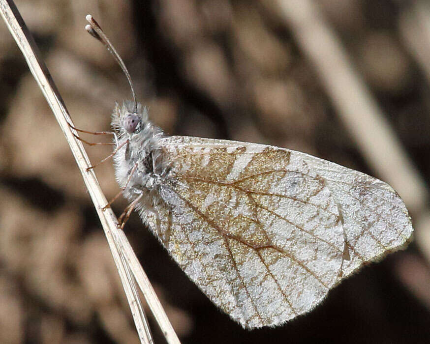 Image de Anthocharis lanceolata Lucas 1852