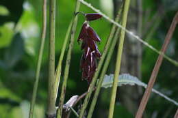 Plancia ëd Calathea erythrolepis L. B. Sm. & Idrobo