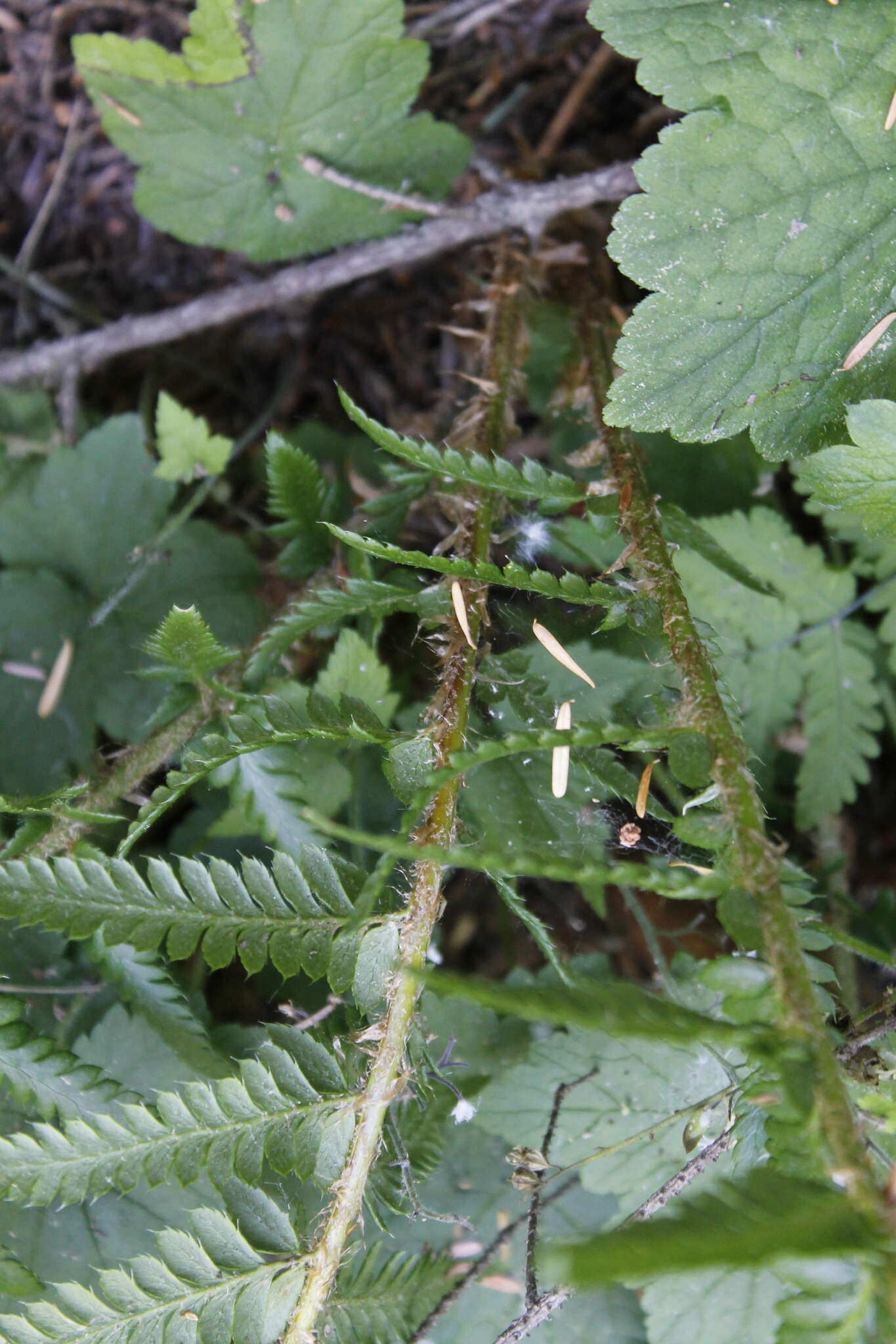 Image of Anderson's hollyfern