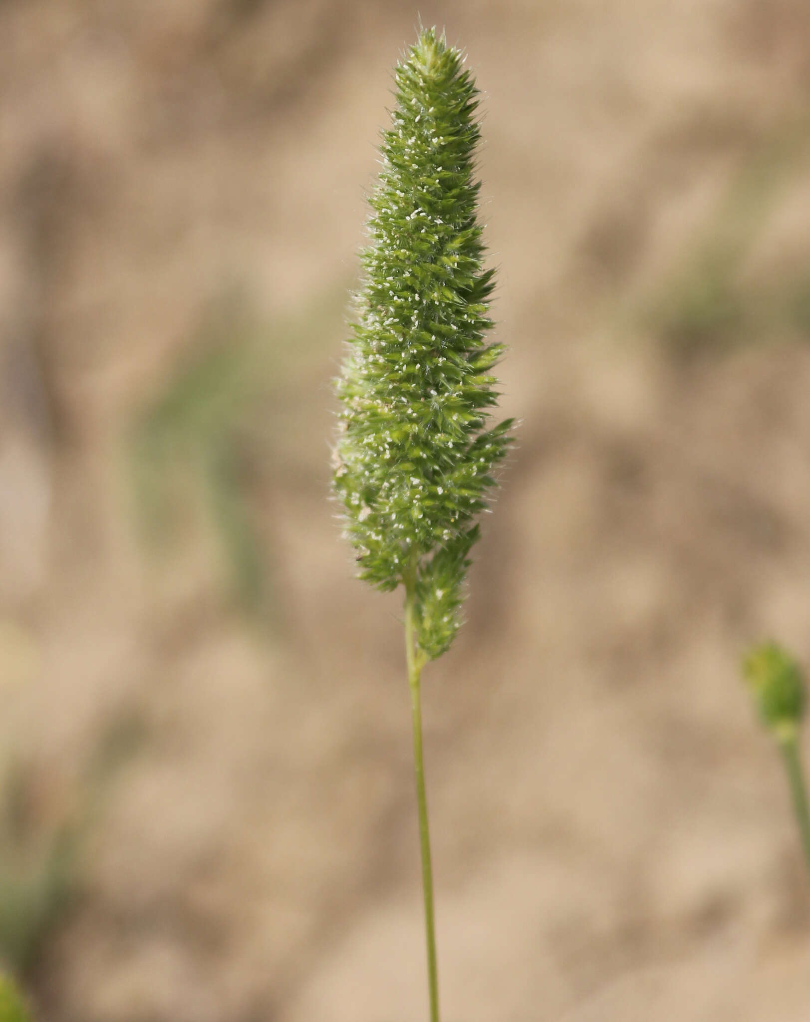 Phleum paniculatum Huds.的圖片