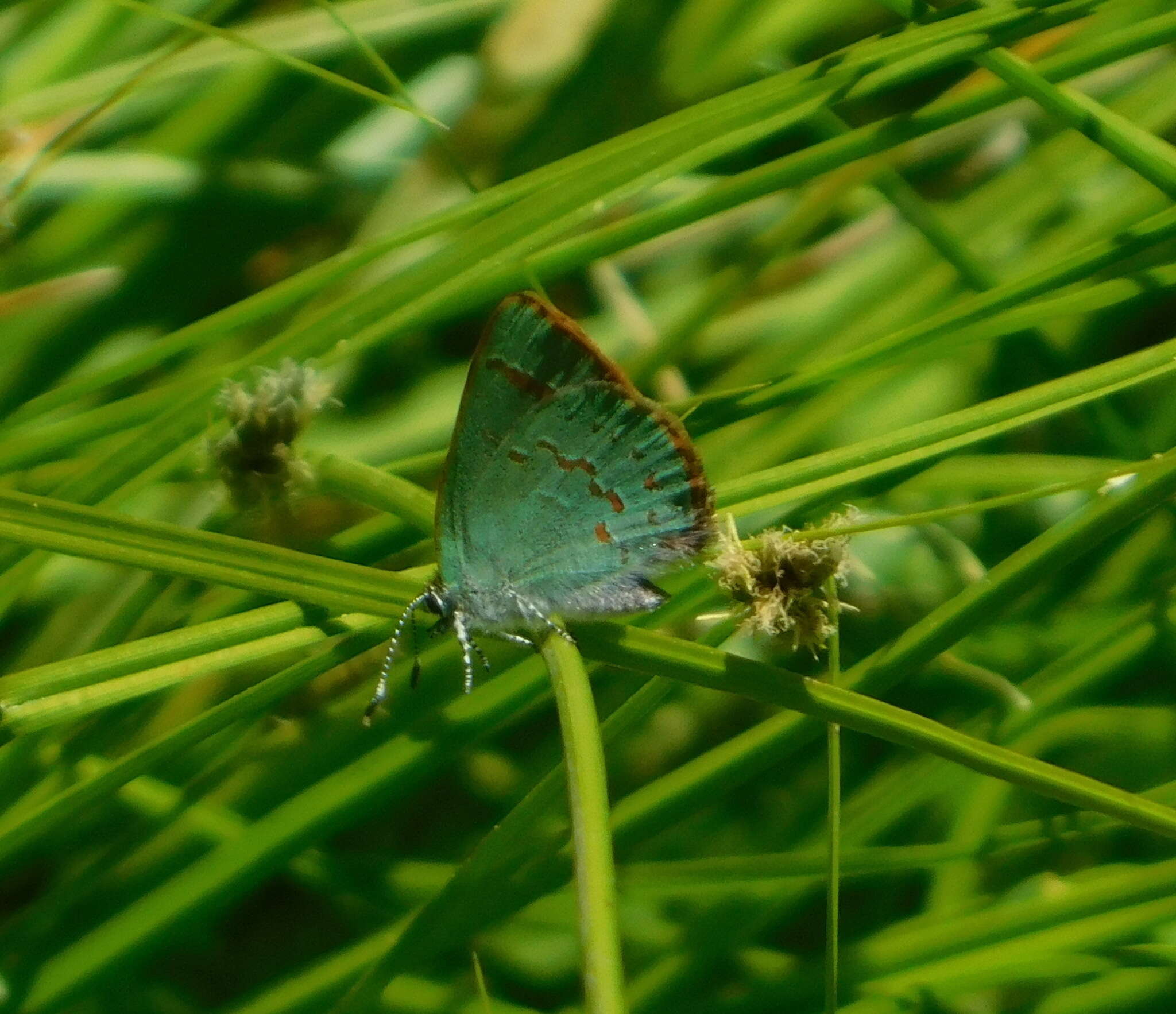 Image of Arizona Hairstreak