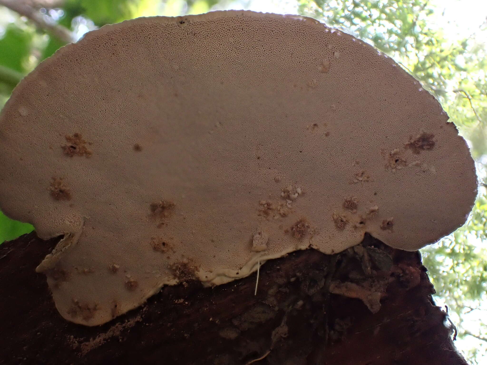 Image of Trametes orientalis (Yasuda) Imazeki 1943