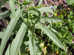 Image of Indian lettuce