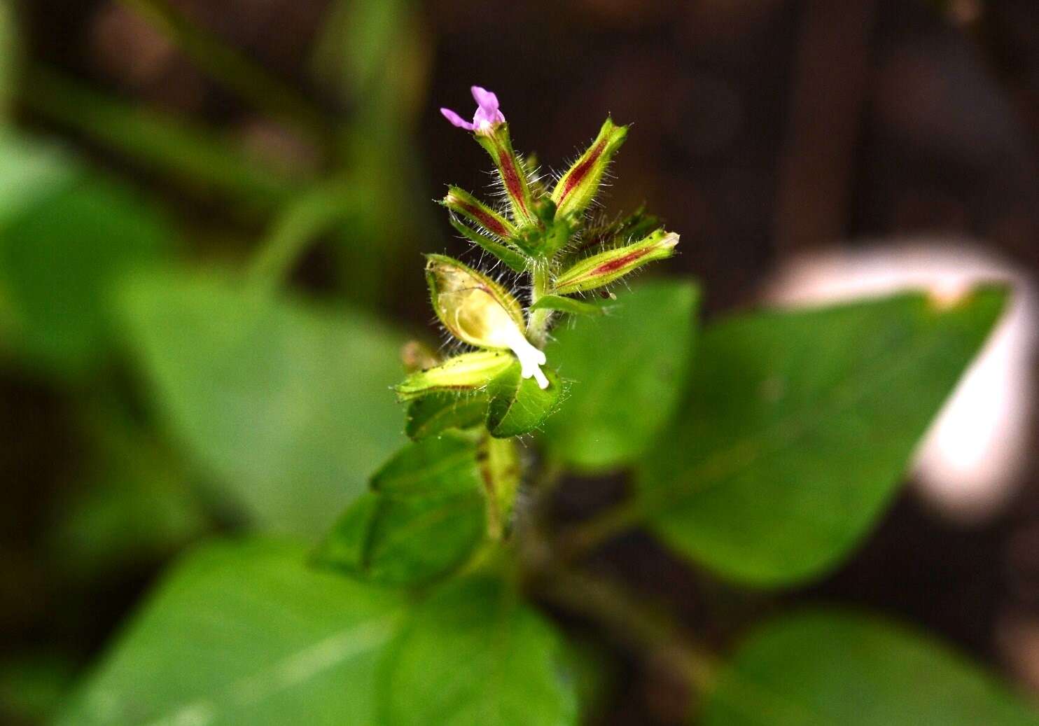 Image of Wright's waxweed