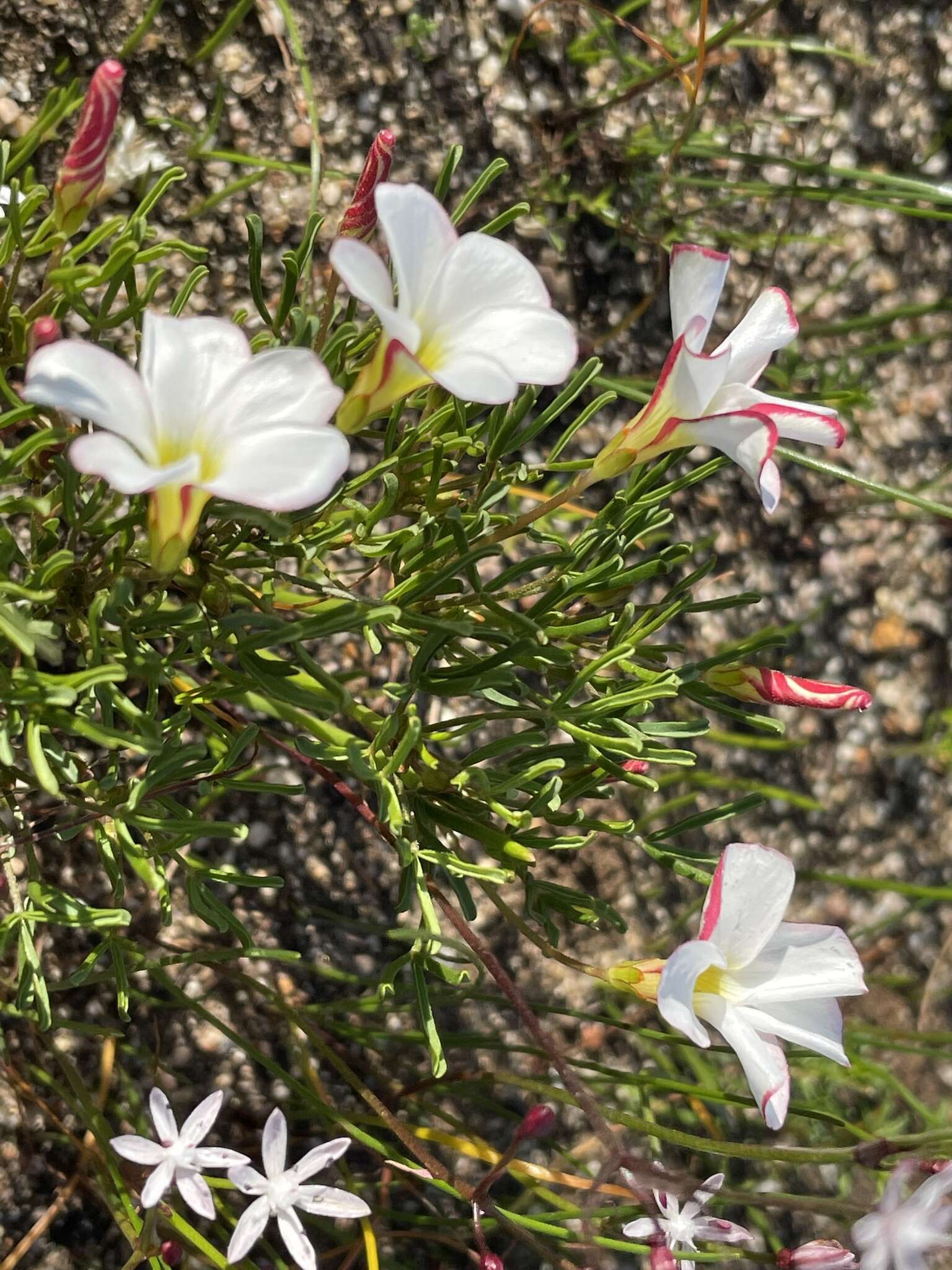 Image of Oxalis versicolor L.