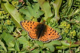 Image of Boloria erubescens