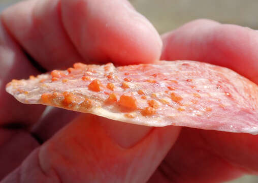 Image of scarlet thorny oyster