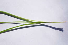 Image of carnation sedge