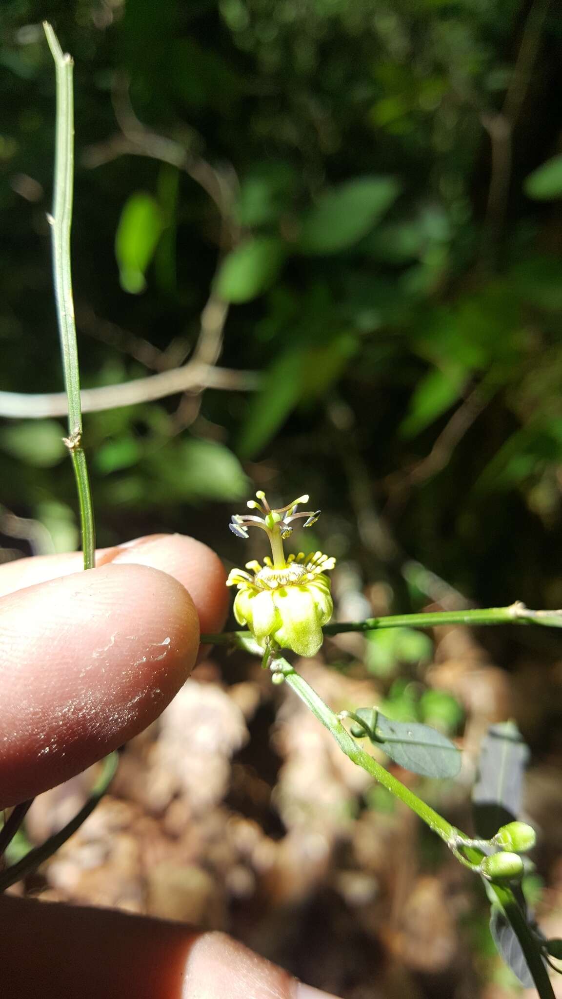 Image de Passiflora allantophylla Mast. ex J. D. Smith