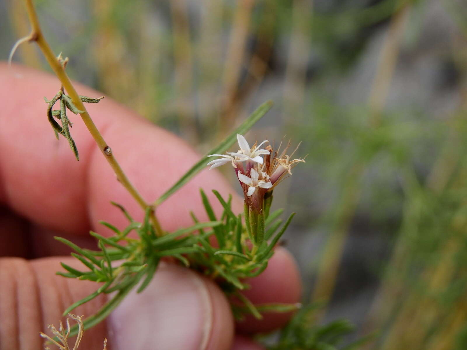 Image of Stevia satureifolia (Lam.) Lam.