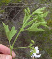 Image of Pelargonium ribifolium Jacq.
