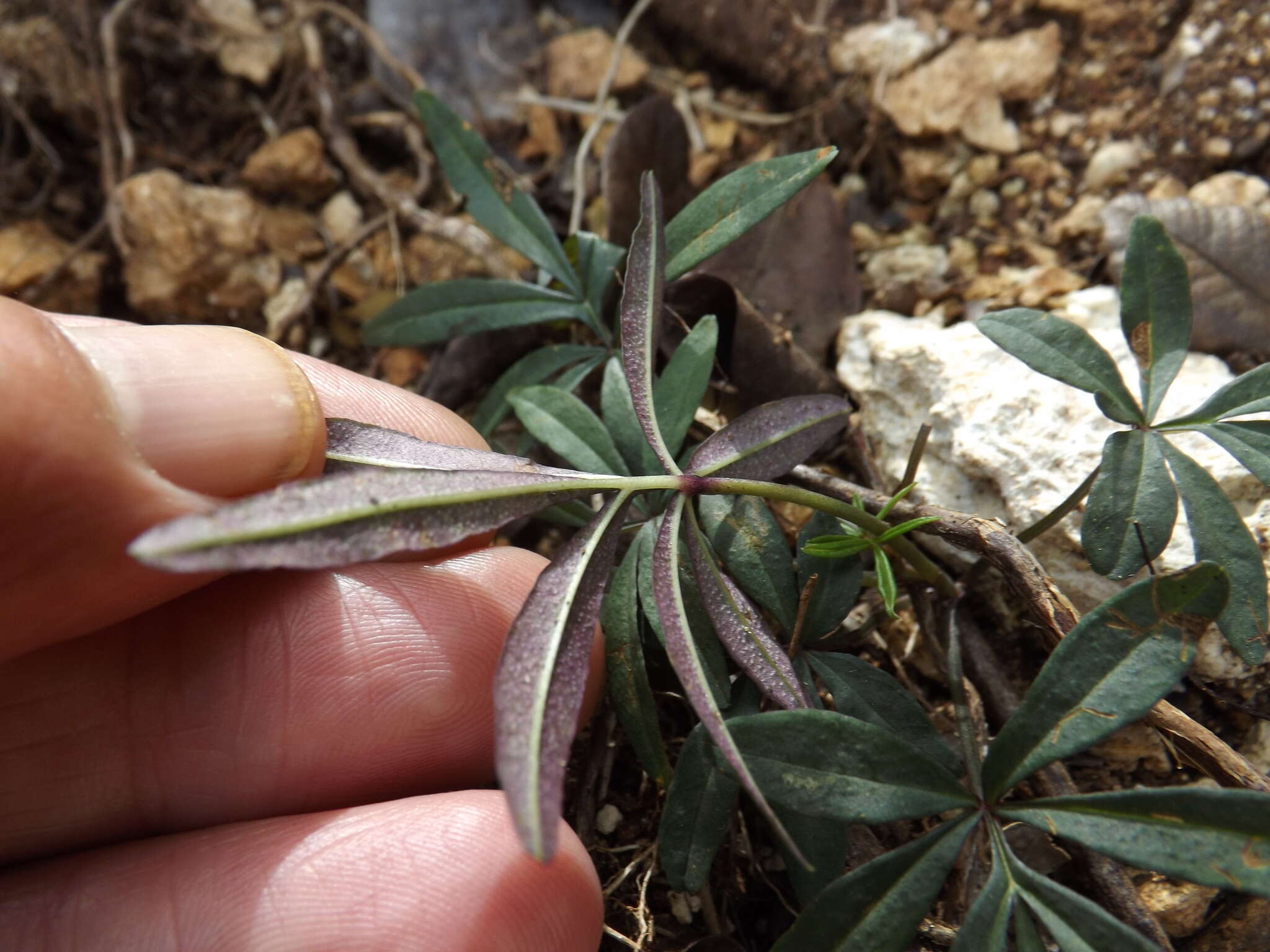 Imagem de Ipomoea heterodoxa Standl. & Steyerm.