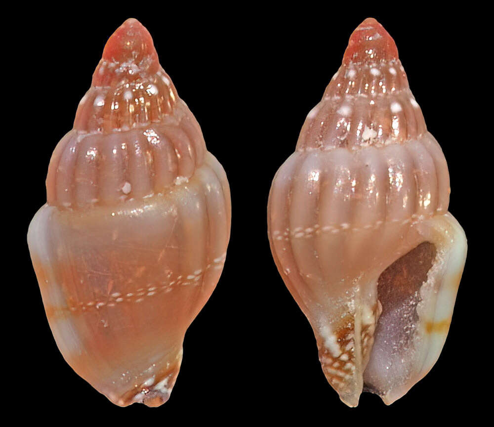 Image of Euplica ionida (Duclos 1840)