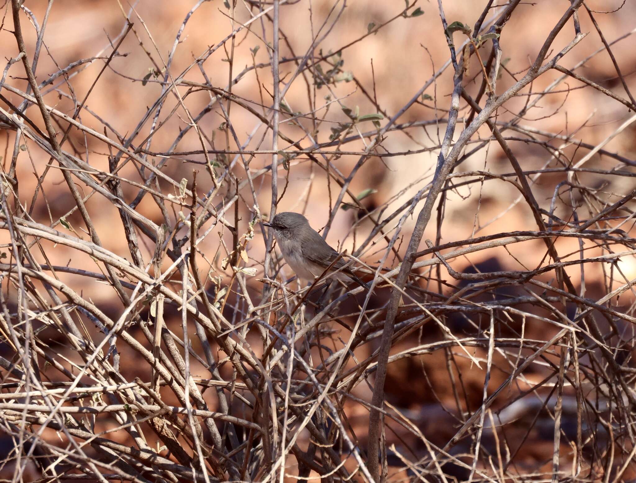 Image of Slaty-backed Thornbill