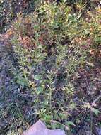 Image of hairy-seed goldenrod