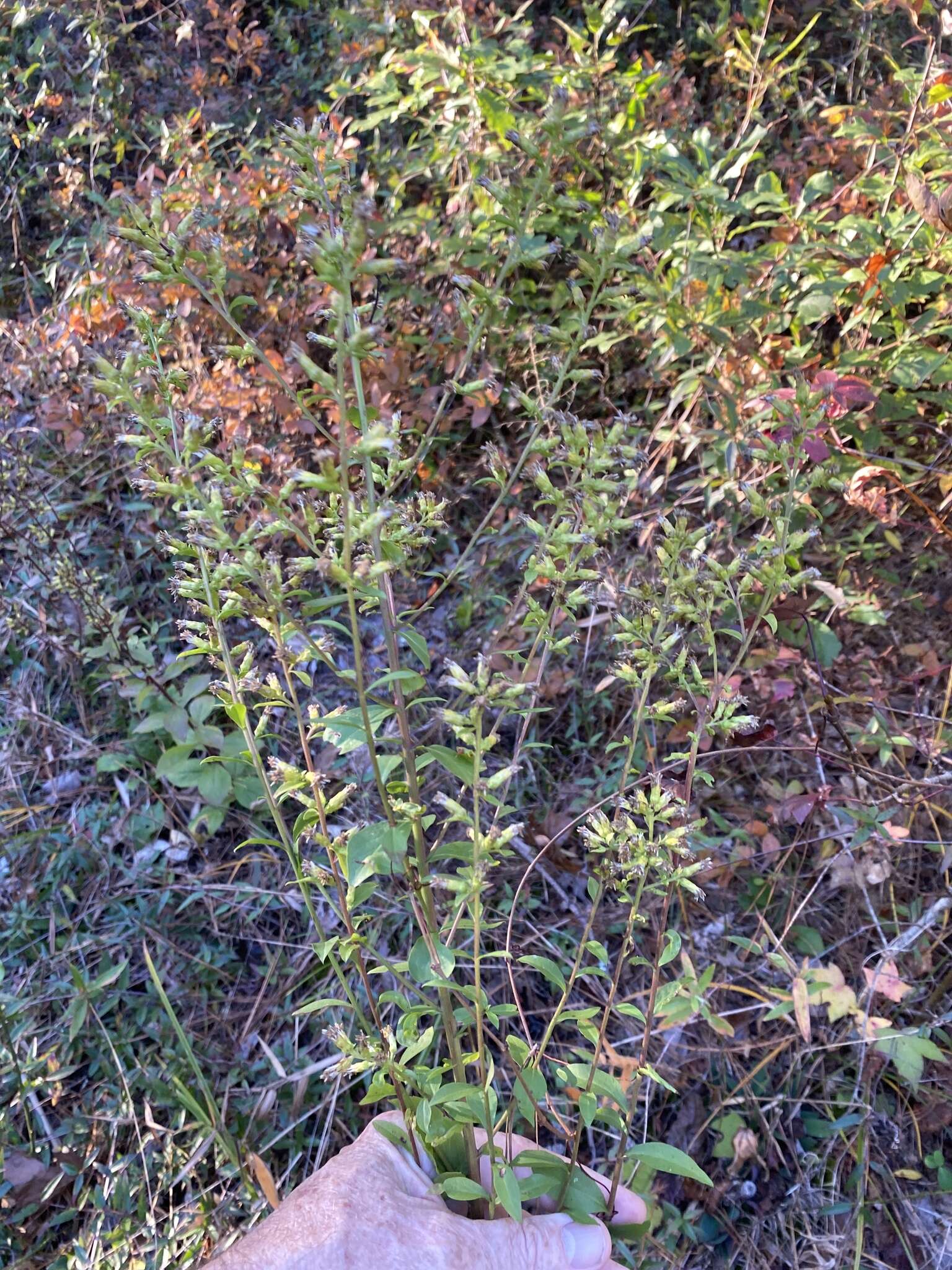 Image of hairy-seed goldenrod