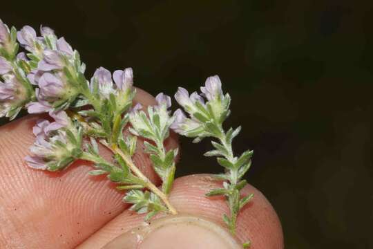 صورة Aspalathus argyrella MacOwan