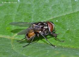 Image of House fly