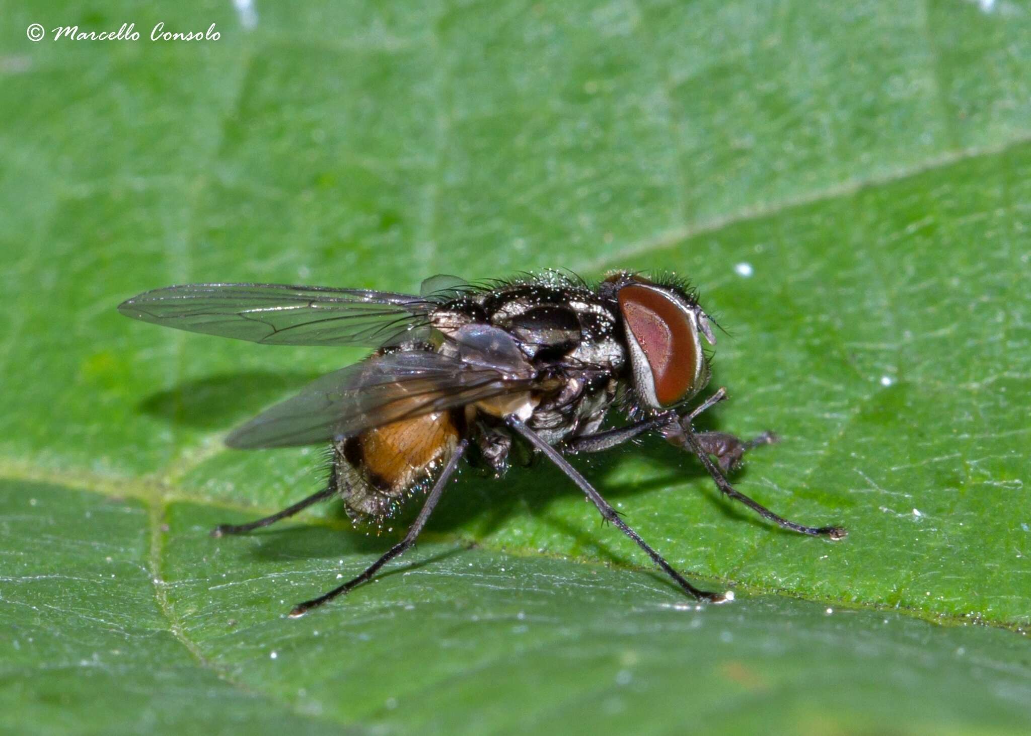 Imagem de Graphomya maculata (Scopoli 1763)