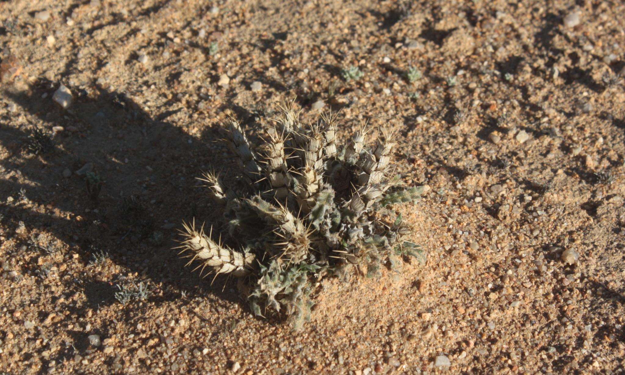 Acanthopsis carduifolia (L. fil.) Schinz resmi