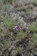 Allium pallasii Murray resmi