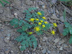 Image of cascade desertparsley