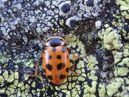 Image of 13-spot ladybird