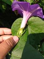 Image of Ipomoea variabilis (Schltdl & Cham.) Choisy