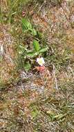 Image of Garden strawberry