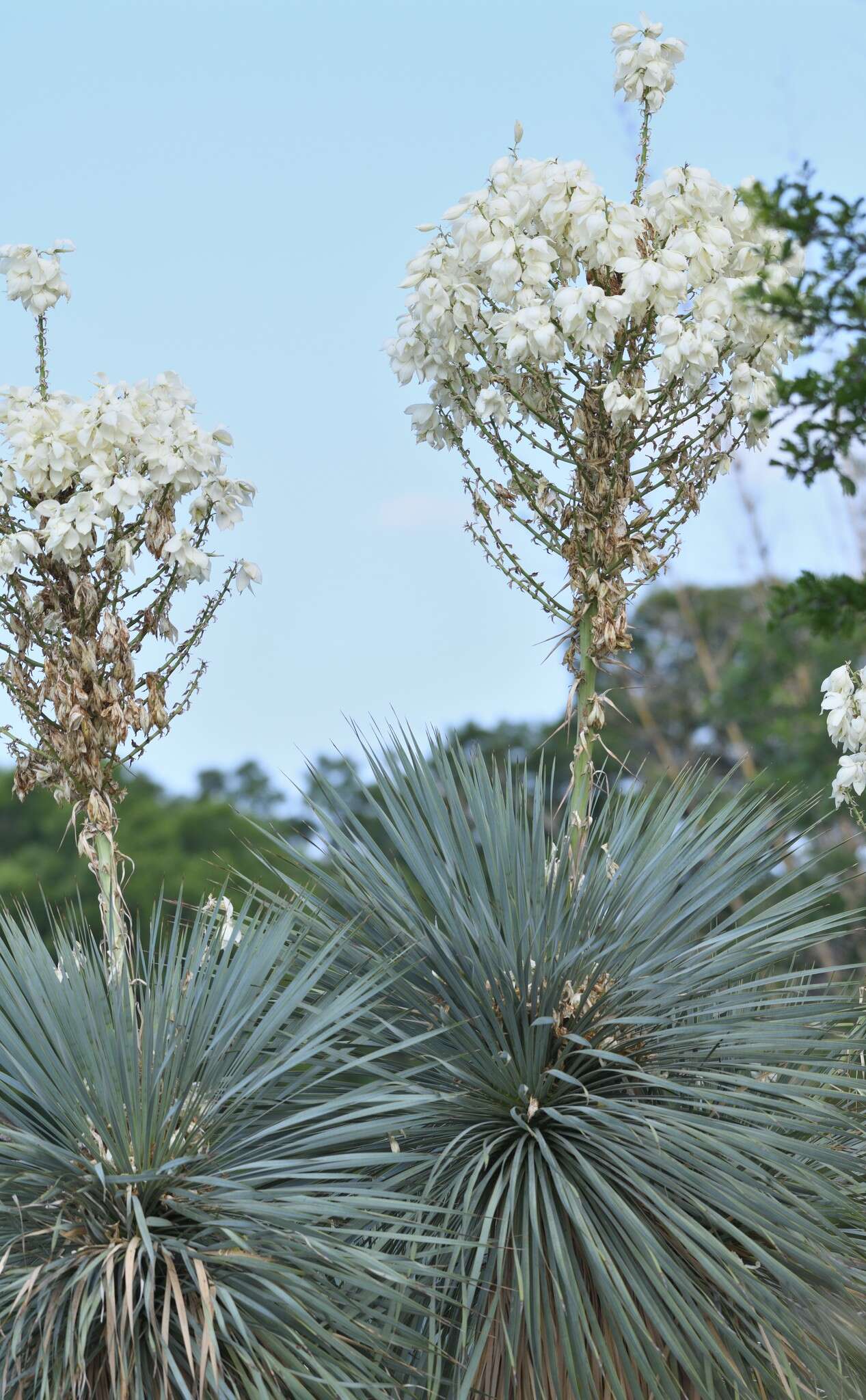 Image of Yucca rostrata Engelm. ex Trel.