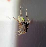 Image of Tropical Orb Weaver