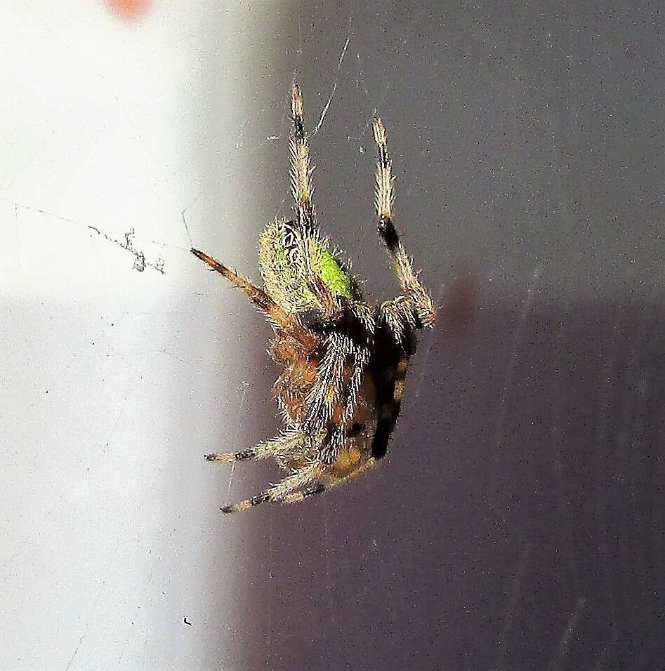 Image of Tropical Orb Weaver