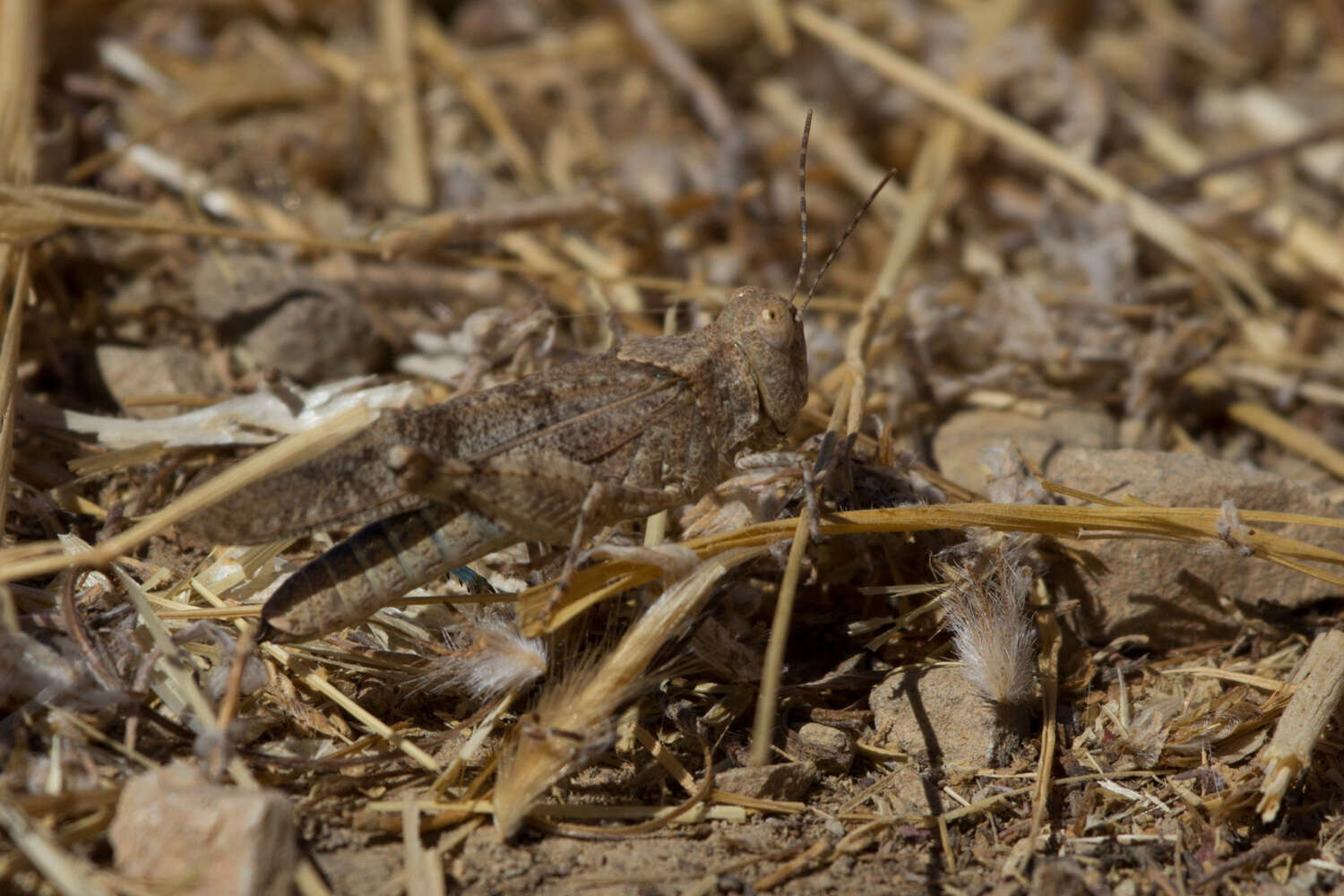 Trimerotropis occidentalis (Bruner & L. 1889) resmi