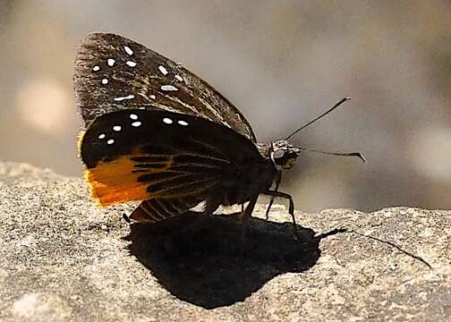 Image of Mooreana trichoneura Felder & Felder 1860