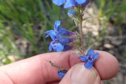 Слика од Penstemon mensarum Pennell