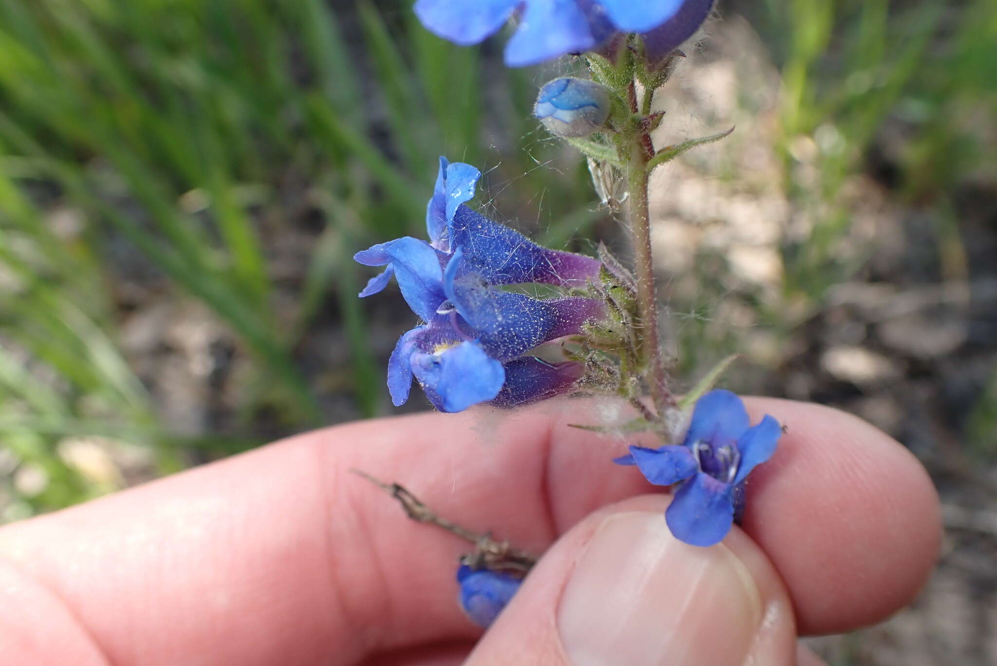 Слика од Penstemon mensarum Pennell