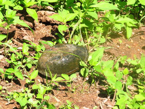 Image of Mexican Mud Turtle