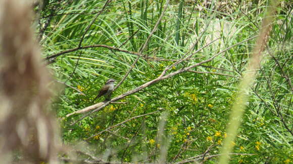 Ochthoeca leucophrys (d'Orbigny & Lafresnaye 1837)的圖片