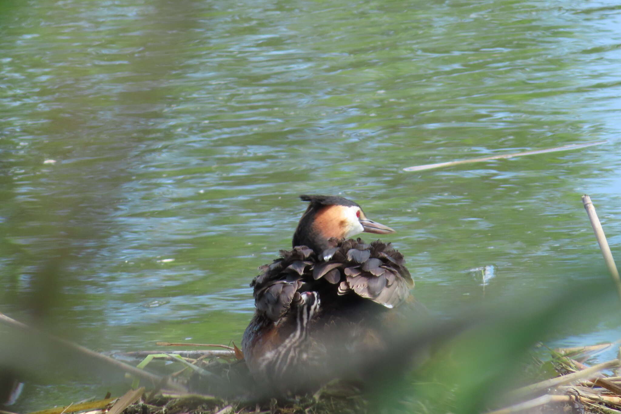 Image of Podiceps cristatus cristatus (Linnaeus 1758)