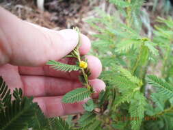 Chamaecrista nictitans var. aspera (Elliott) Torr. & A. Gray的圖片